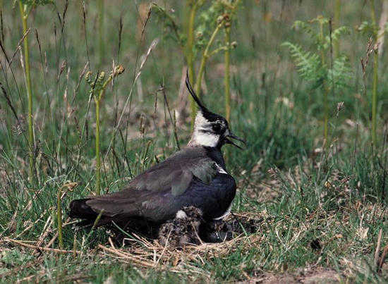 Pavolcella - Vallenus Vallenus